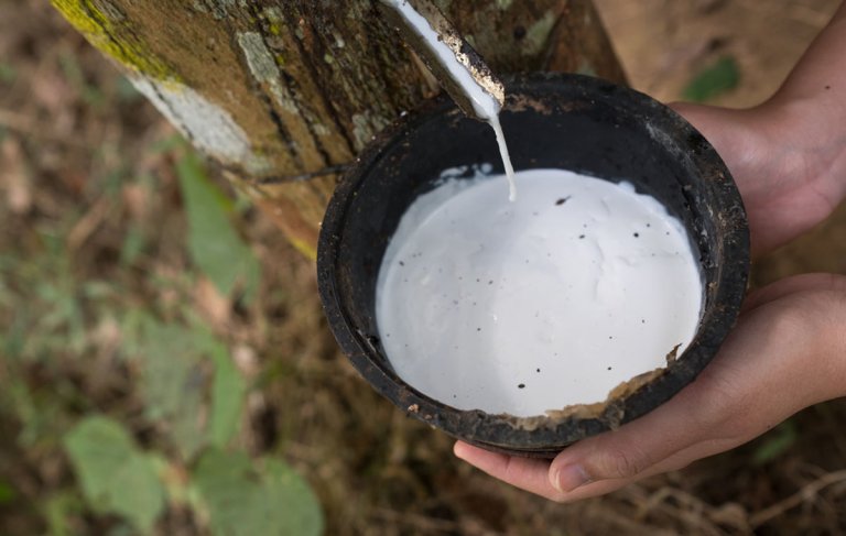 A close-up of gathering raw natural latex.